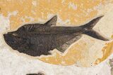 Green River Fossil Fish Mural With Diplomystus & Phareodus #254198-2